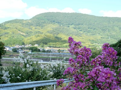 朝日山の景色と百日紅！