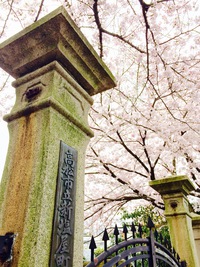 高松市立新塩屋町小学校（旧）正門の桜を見て考える　★　明治３０年に建てられた門柱が語る鶴屋町の歴史