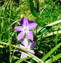 庭の花々。　春分が過ぎ、一年で最も花が咲き乱れ、清らかな雰囲気の季節（４／５）