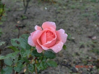 バラの花