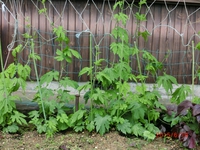 夏野菜