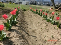 チュウリップの花