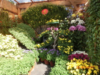 公渕公園菊花展