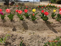 チュウリップの花
