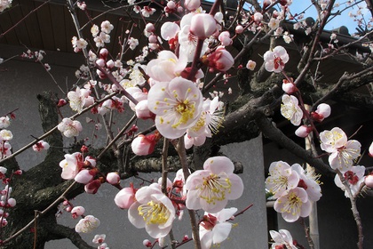 梅の花