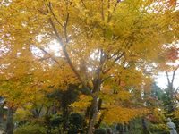 綺麗な紅葉の下、出雲の蕎麦・ゆかり庵で！