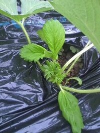 苺の花が咲き出しました！！