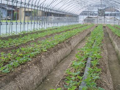 20年産　苺を植えました
