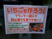 マルチ張りました