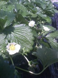 花ざかりのハウス
