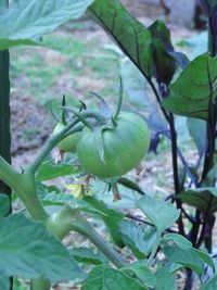 家庭菜園トマト