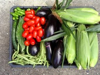 野菜三昧！