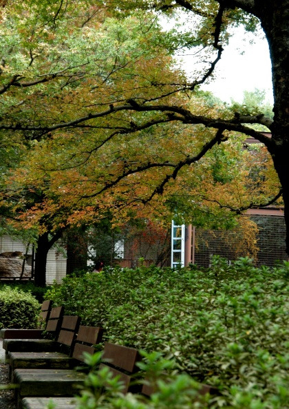 もうすぐ紅葉