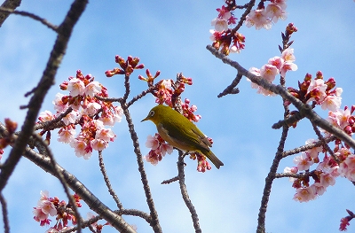 寒緋桜とメジロ