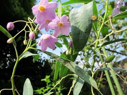 ルリヤナギの花