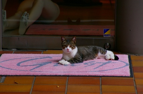 イタリヤの店先の猫・・・・