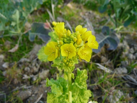 大晦日の日の菜の花・・・