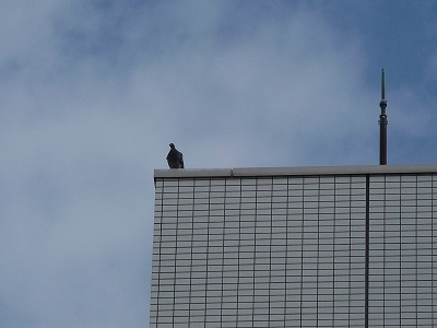 鳩と避雷針