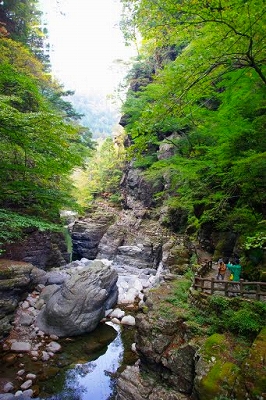 早すぎた面河の紅葉