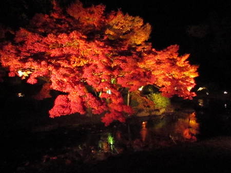 ライトアップ　　幻想的紅葉　　うどん県高松市　　